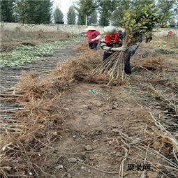 1米高礼富苹果苗报价表 礼富苹果苗批发