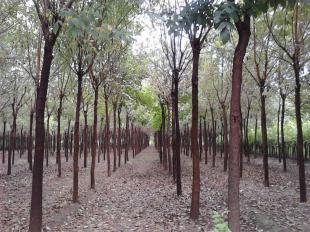 供应|河北白蜡树苗|价格|河北白蜡小苗价格|白蜡基地_农副产品_世界工厂网中国产品信息库