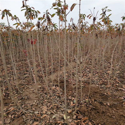 润泽苗木批发一年生嫁接大樱桃树苗 樱桃小苗 美国车厘子树苗 果树苗基地-泰安开发区润泽园艺场