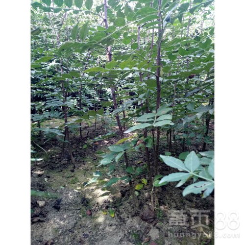 【果树苗基地厂家批发直销丰产稳产花椒苗打造精品】- 