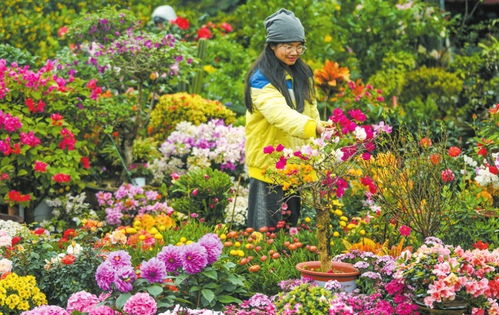 椰城花开处处景 红红火火又迎春