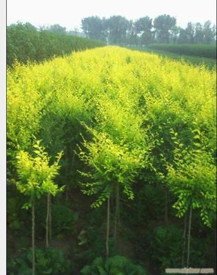 给河北苗圃基地的石家庄香花槐树苗价格留言_产品询价_询价留言